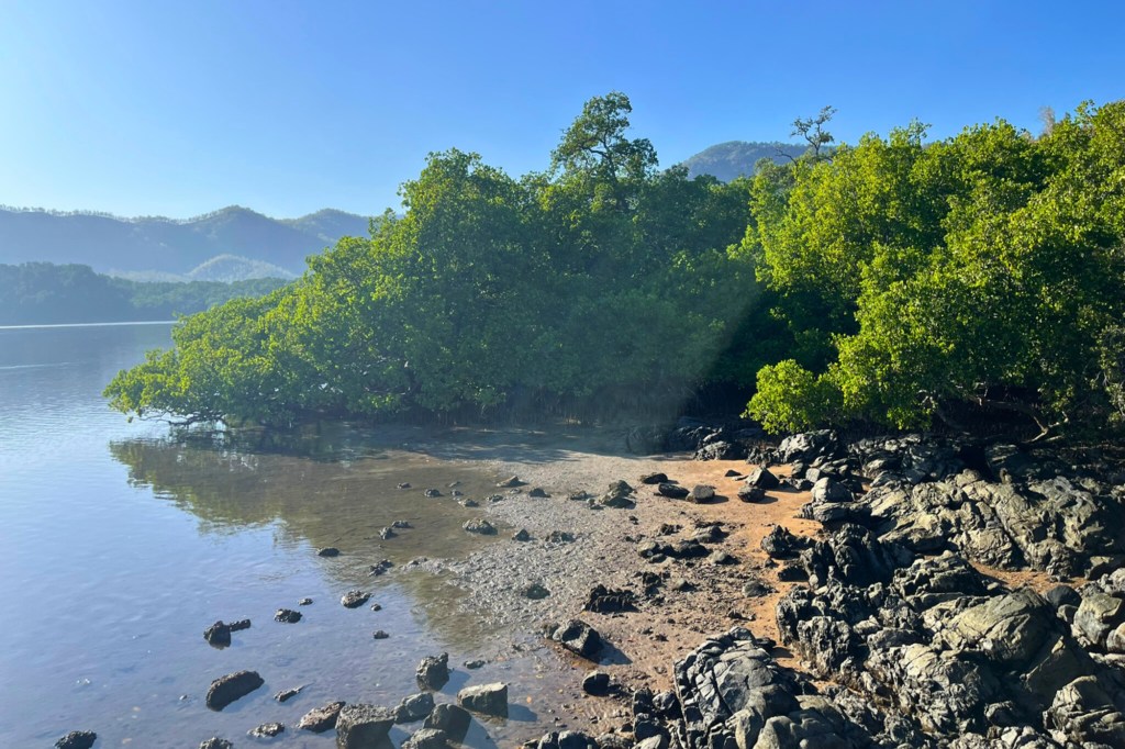 غابة مانغروف في هيرا، تيمور الشرقية